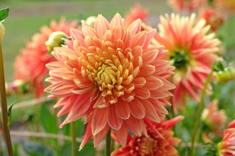 Orange Flowers, Orange Flower, Dahlia Flower, Dahlia Flowers