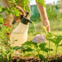 Hydrangea Fertilizer, Hydrangea Care, Hydrangea Fertilization, When to Fertilize Hydrangeas, How to Fertilize Hydrangeas,