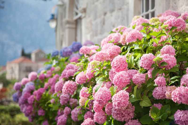 Pink Hydrangea, Hydrangea paniculata, Pamicle Hydrangea, Hortensia, Hydrangea macrophylla, Mophead Hydrangea, Lacecap Hydrangea
