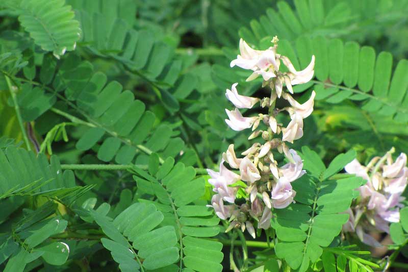 Rosary Pea, Jequirity bean, Abrus precatorius, Poisonous Plants, Poisonous Seeds