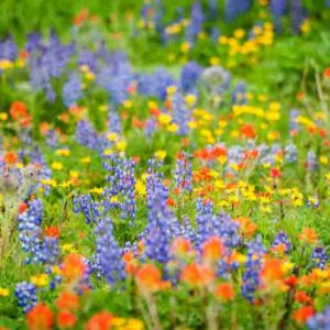 Wildflower, Wildflowers, Texas Wildflowers, Blue Wildflowers,