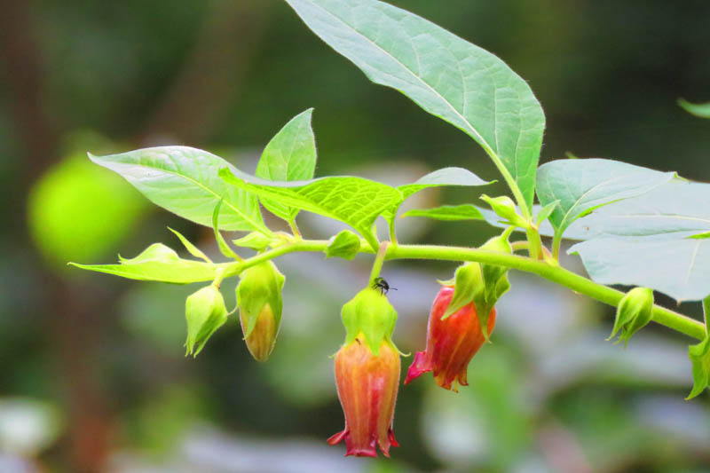 Belladonna, Deadly Nightshade, Atropa belladonna, Poisonous plant, Poisonous flowers