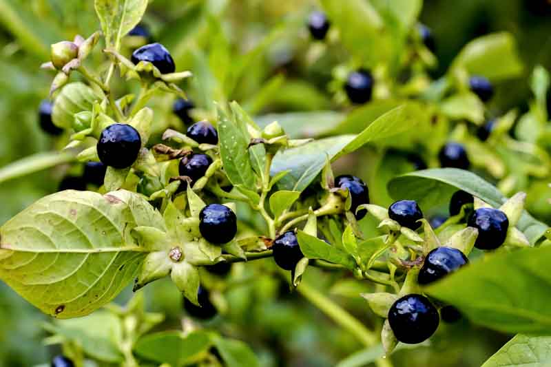 Belladonna, Deadly Nightshade, Atropa belladonna, Poisonous plant, Poisonous flowers