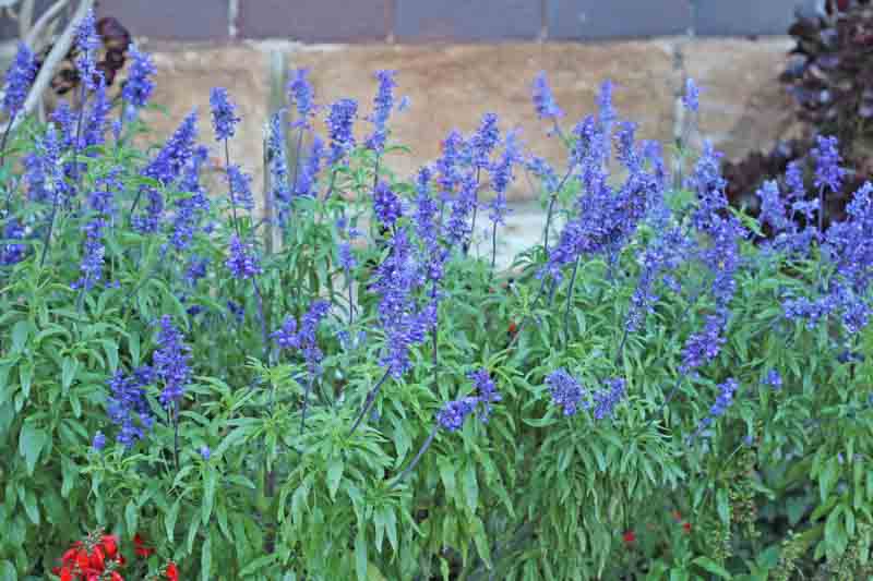 Blue Sage,Mealy Sage,Salvia farinacea