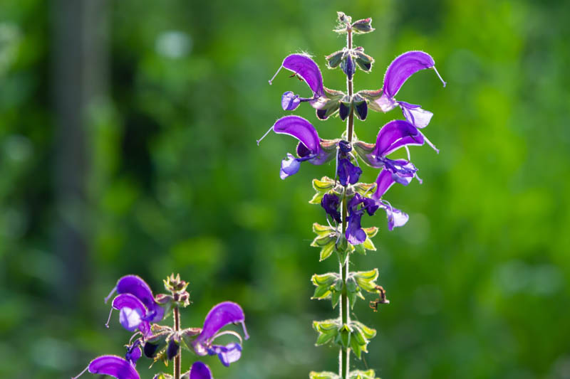 Meadow Sage, Salvia pratensis, meadow clary