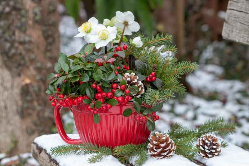 Christmas Flowers, Poinsettia, Amaryllis, Hellebore,