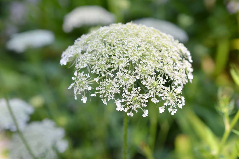 Poison Hemlock, Deadly Hemlock, Poison Fool's Parsley, Poison Parsley, Spotted Hemlock, Conium maculatum