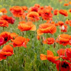 Poppies, Poppy flowers, Oriental Poppy, Flanders Poppy, Opium Poppy, Iceland Poppy, Himalayan Poppy, Blue Poppy, California Poppy, Matilija Poppy
