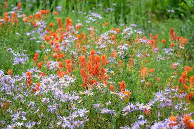 Wildflowers, Alpine Aster, Blue Alpine Daisy, Rock Aster, Aster alpinus, Indian Paintbrush, Scarlet Indian Paintbrush, Castilleja miniata,