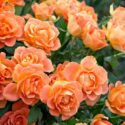 Orange Roses, Orange Rose, Orange Roses Meaning, Rose, Roses