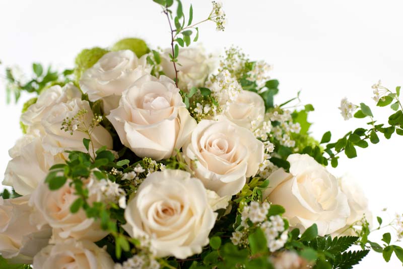 White Roses, White Rose, Roses, Roses