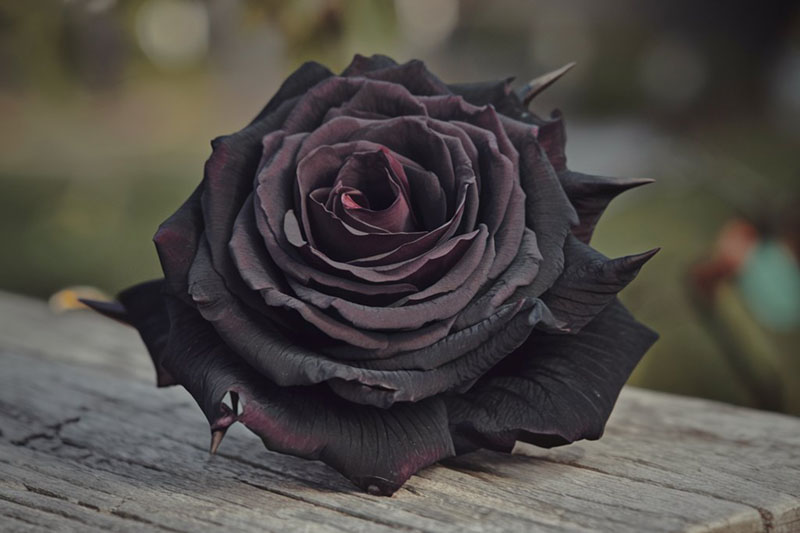 Black Rose, Black Roses, Black rose meaning, Are black roses real