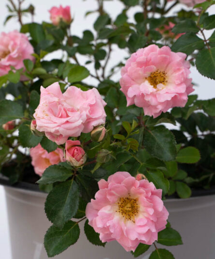 Rosa 'Blushing Drift', Rose 'Blushing Drift', Groundcover Roses, Pink Roses, Rose Bushes