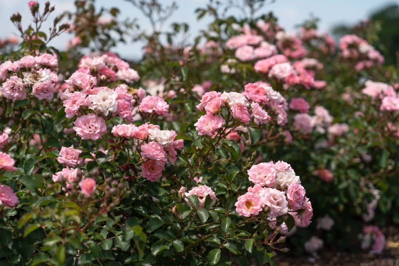osa 'Blushing Drift', Rose 'Blushing Drift', Groundcover Roses, Pink Roses, Rose Bushes