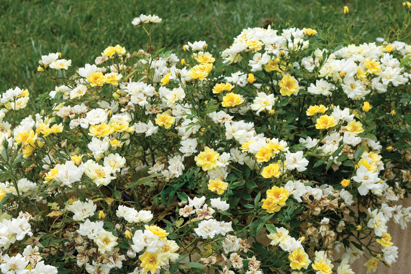 Rosa 'Lemon Drift', Rose 'Lemon', Groundcover Roses, Yellow Roses, Rose Bushes