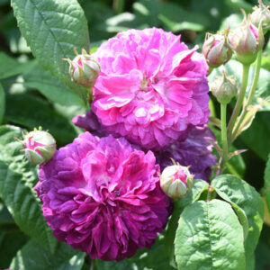 Rosa Cardinal de Richelieu, Cardinal de Richelieu Rose, Purple Rose, Heirloom Rose