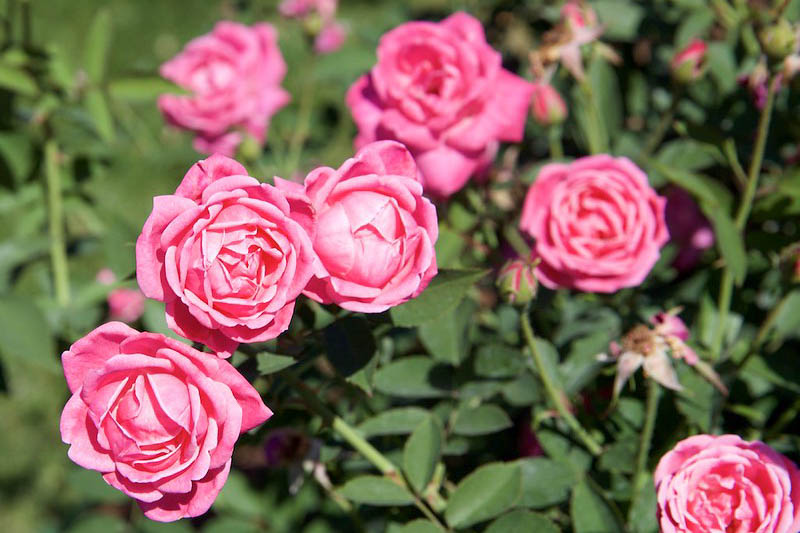 Rosa Hermosa, Rose Hermosa, China Rose, Pink Rose, Pink Roses