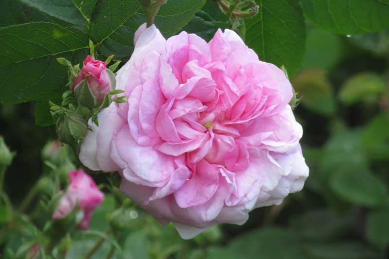 Rosa Ispahan, Rose Ispahan, Rose Pompon des Princes, Pink Rose, Heirloom Rose