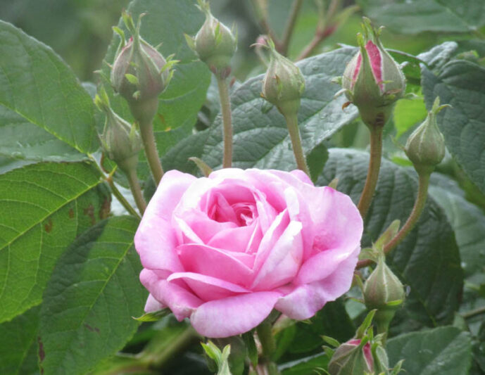 Rosa Ispahan, Rose Ispahan, Rose Pompon des Princes, Pink Rose, Heirloom Rose