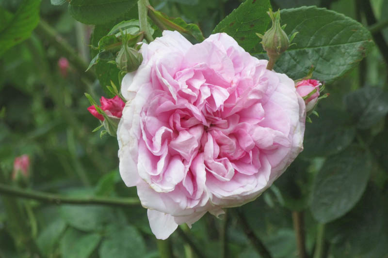 Rosa Ispahan, Rose Ispahan, Rose Pompon des Princes, Pink Rose, Heirloom Rose