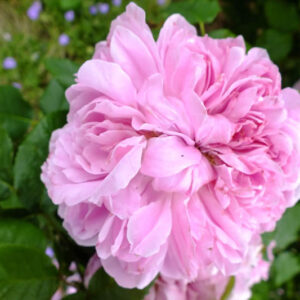 Rosa Jacques Cartier, Rose Jacques Cartier, Pink Rose, Heirloom Rose, Old Garden Rose