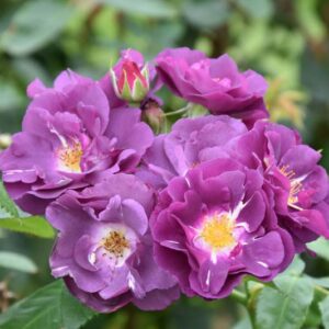 Purple Roses, Blue Roses, Purple Rose, Blue Rose