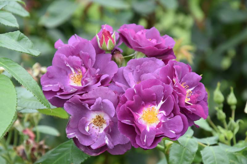 Purple Roses, Blue Roses, Purple Rose, Blue Rose