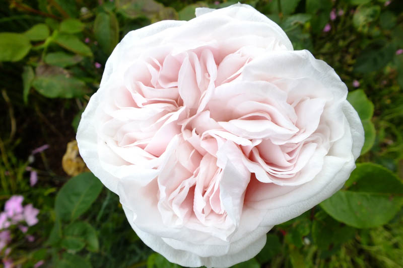 Rose Souvenir de la Malmaison, Rosa Souvenir de la Malmaison, Heirloom Roses, Heirloom Rose, Old Garden Rose, Pink Rose