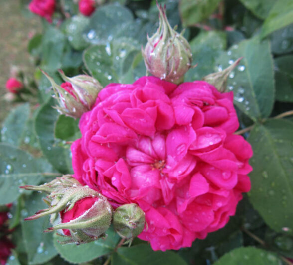 Rosa de Rescht, Rose de Rescht, Heirloom Roses, Pink Roses