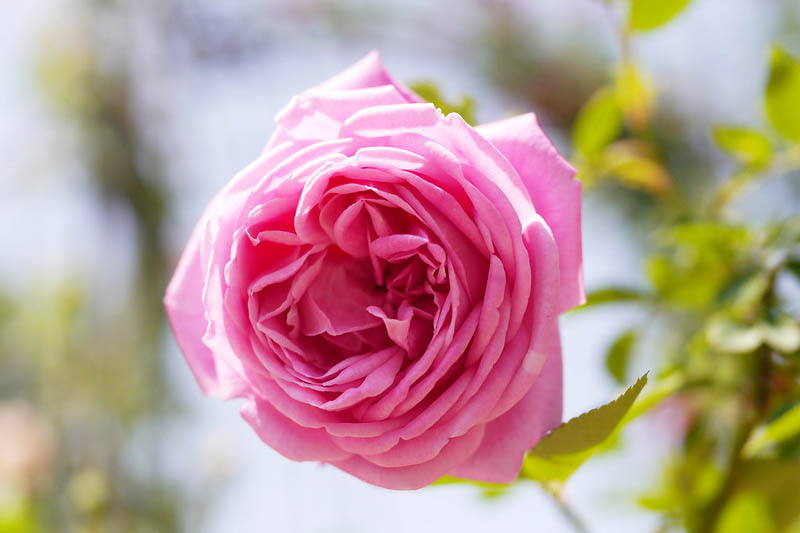 Rosa Hermosa, Rose Hermosa, China Rose, Pink Rose, Pink Roses