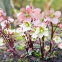 Pink and white Christmas rose or hellebore, Helleborus niger