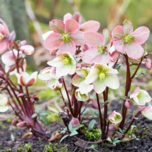 Pink and white Christmas rose or hellebore, Helleborus niger