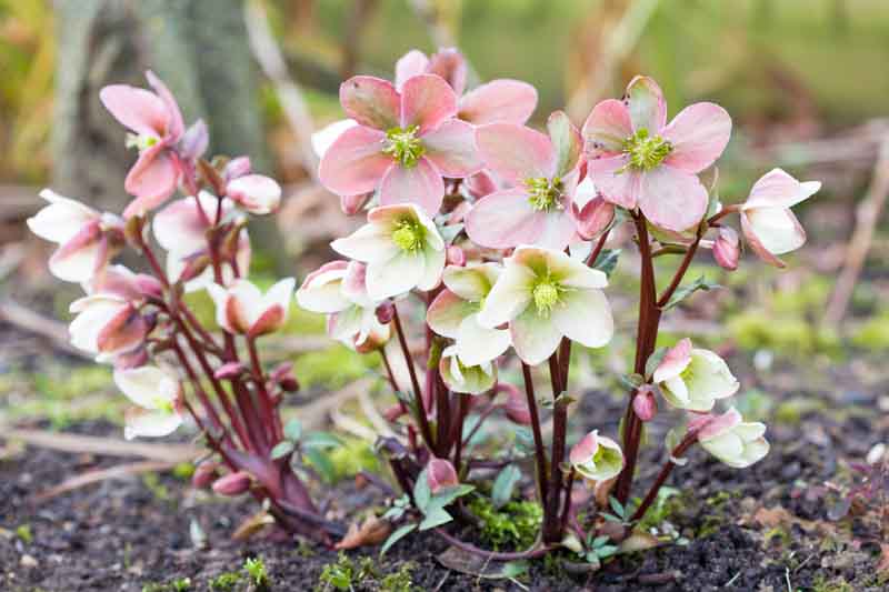 Pink and white Christmas rose or hellebore, Helleborus niger