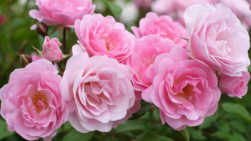 Rose Bush, Rose Bushes, Rose Pink Ttriumph, Pink Rose, Pink Roses