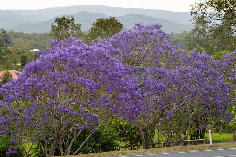 Jacaranda tree, Jacaranda mimosifolia, Black Poui, Green Ebony Tree, Blue Jacaranda, Jacaranda Tree, Sharp-Leaf Jacaranda, Mediterranean Tree, Blue flowers