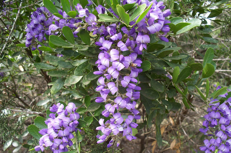 Sophora secundiflora,Texas Mountain Laurel, Mountain Laurel, Mescal Bean, Mescal Bean Sophora, Frijolillo, Frijolito, Calia secundiflora