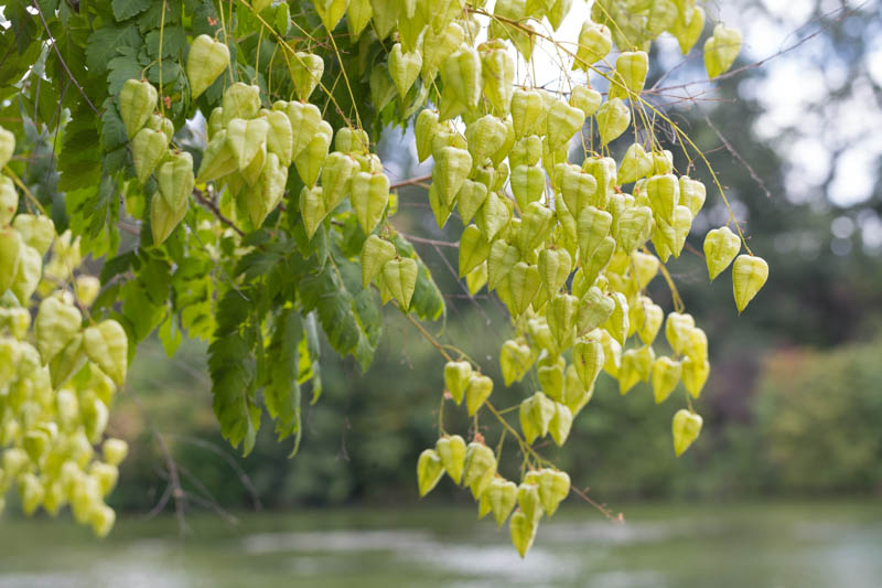 Koelreuteria paniculata, Pride of India, Golden Rain Tree, Varnish Tree, Shrimp Tree, China Tree, fall color, Yellow flowers