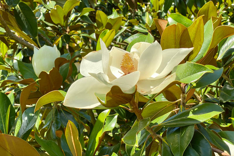 Magnolia grandiflora, Southern Magnolia, Evergreen Magnolia, Loblolly Magnolia, Great Laurel Magnolia, Big Laurel, Bull Bay