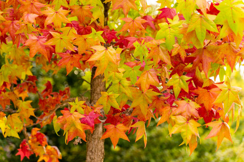 Liquidambar styraciflua, Sweet Gum, American Red Gum, American Sweet Gum, Bilsted, Copalm Balsam, Red Gum, Satin Walnut, Deciduous Tree, Fall Color