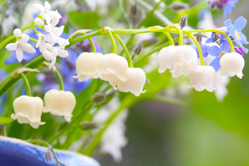 Lily of the Valley, Conval Lily, May Bells, May Lily, Our Lady's Tears, Lady's Tears, Convallaria Majalis,