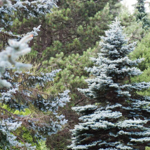 Picea pungens, Colorado Blue Spruce, Blue Spruce