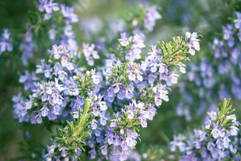 Rosemary, herb, Rosmarinus Officinalis, Salvia rosmarinus, fragrant shrub, evergreen shrub, Mediterranean Shrub, Perennial Shrub