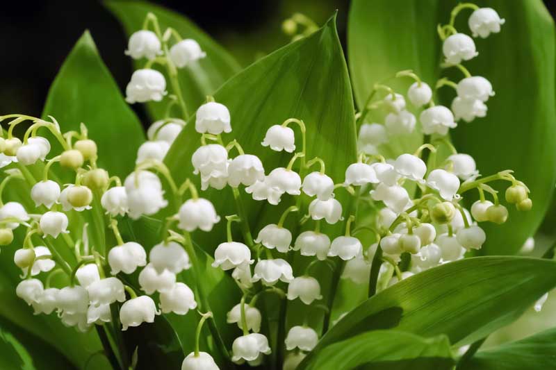 Lily of the Valley, Conval Lily, May Bells, May Lily, Our Lady's Tears, Lady's Tears, Convallaria Majalis,