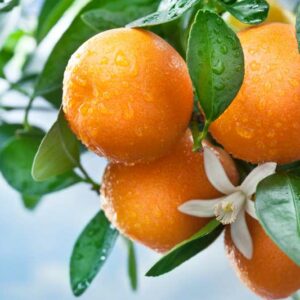 Orange, Oranges, Citrus, Citrus Fruit, Healthy Fruit, Fruits, citrus x sinensis