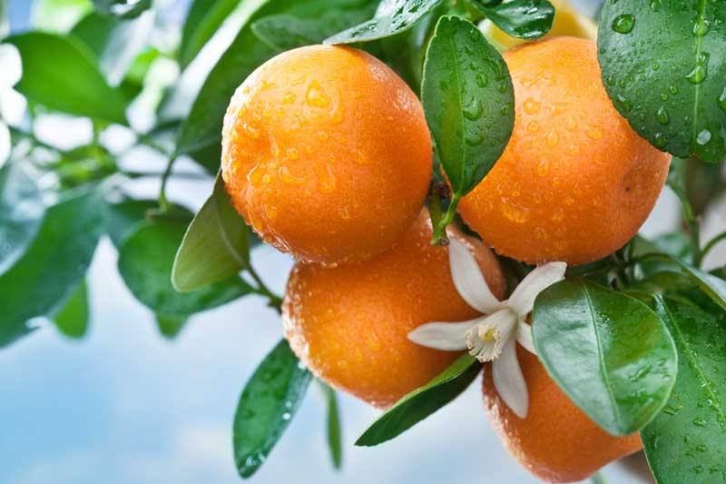 Orange, Oranges, Citrus, Citrus Fruit, Healthy Fruit, Fruits, citrus x sinensis