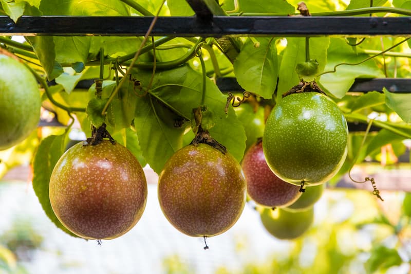 Passion Fruit, Passionfruit, Passion Flower, Passionflower, Purple Passion Fruit, Passiflora edulis