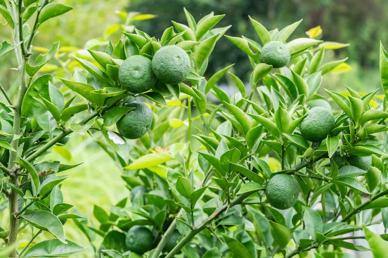 Sudachi, Citrus, Citrus Freet, Citrus sudachi, Japanese Citrus