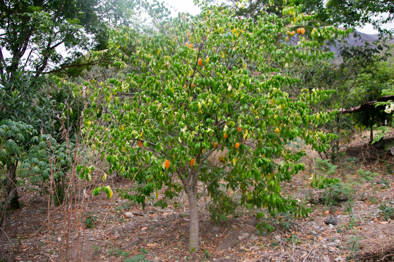 Carambola, Star Fruit, Starfruit, Five-corner, Five-finger, Star Apple, Chinese Gooseberry, Averrhoa carambola