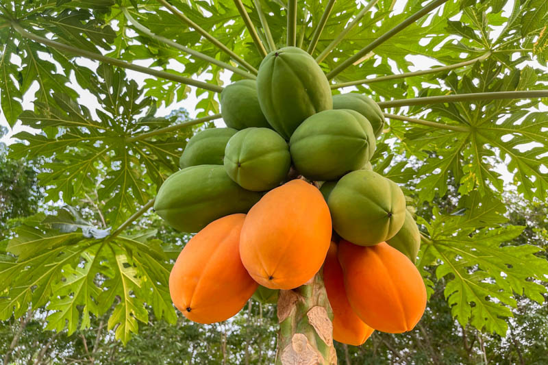 Papaya, Pawpaw, Papaw, Tree Melon, Melon Tree, Mamao, Fruta Bomba, Lechosa, Carica papaya