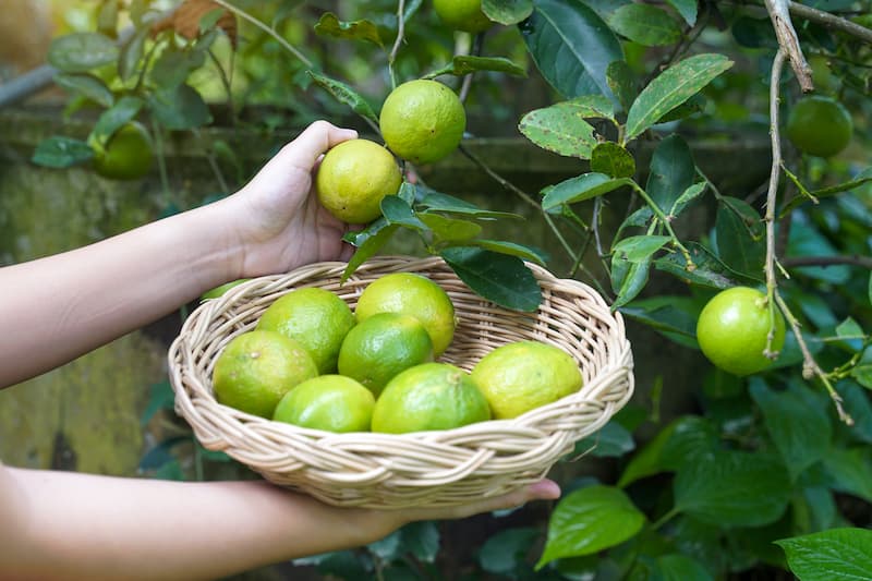 Key Lime, Lime, Adam's Apple, Mexican Lime, West Indian Lime, Bartender’s Lime, Omani Lime, Citrus × aurantiifolia,